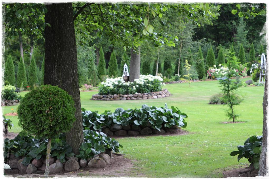 iglaki do ogrodu 13f