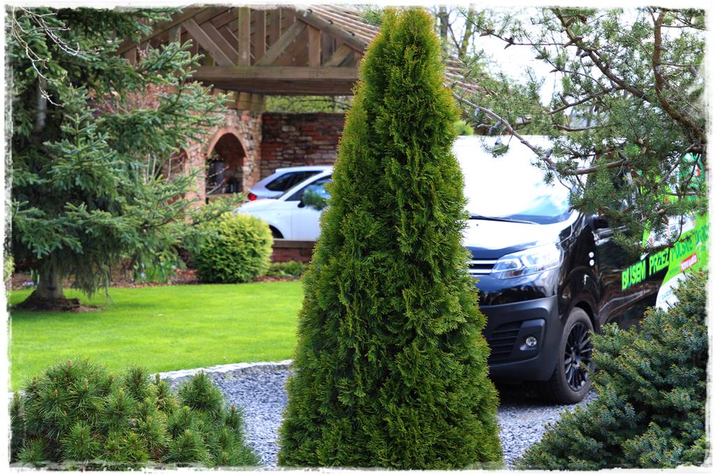 iglaki do ogrodu 13h