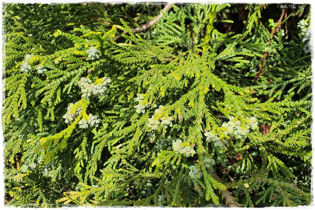 iglaki do ogrodu 14b