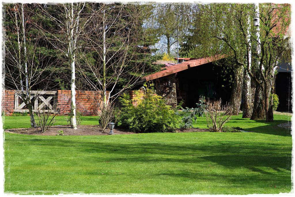 iglaki do ogrodu 14c