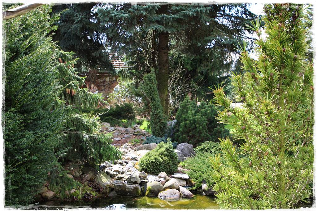 iglaki do ogrodu 15b