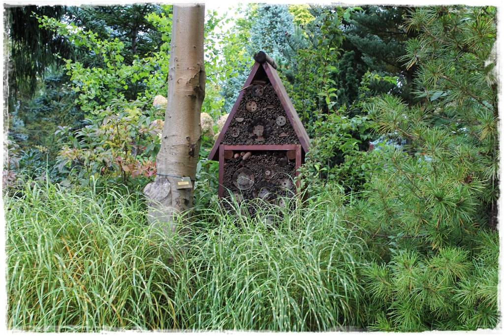 iglaki do ogrodu 15c