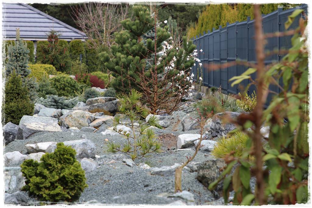 iglaki do ogrodu 15d