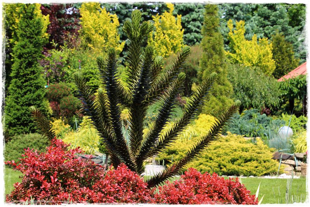 iglaki do ogrodu 16c