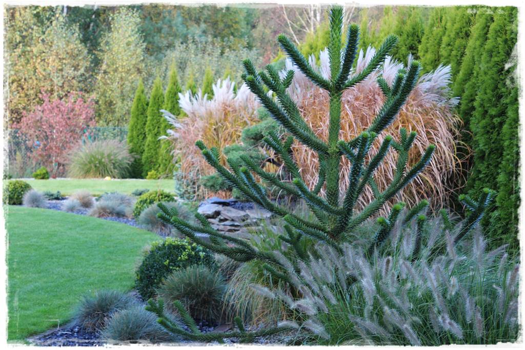 iglaki do ogrodu 16d