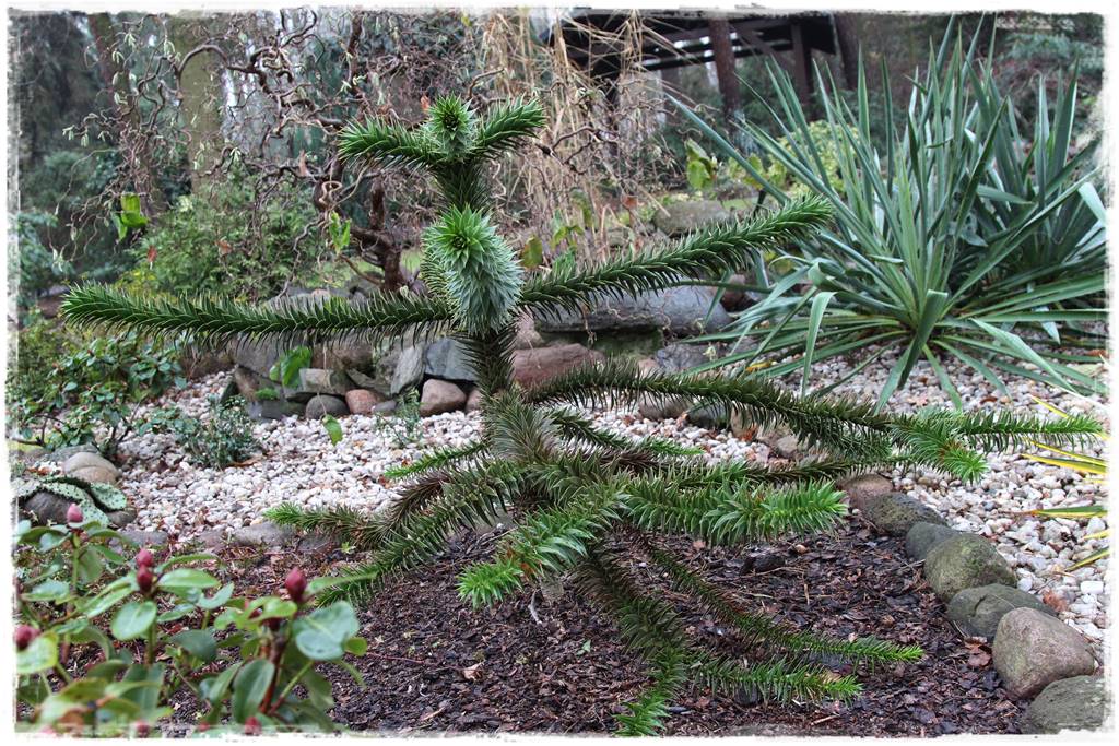 iglaki do ogrodu 16e