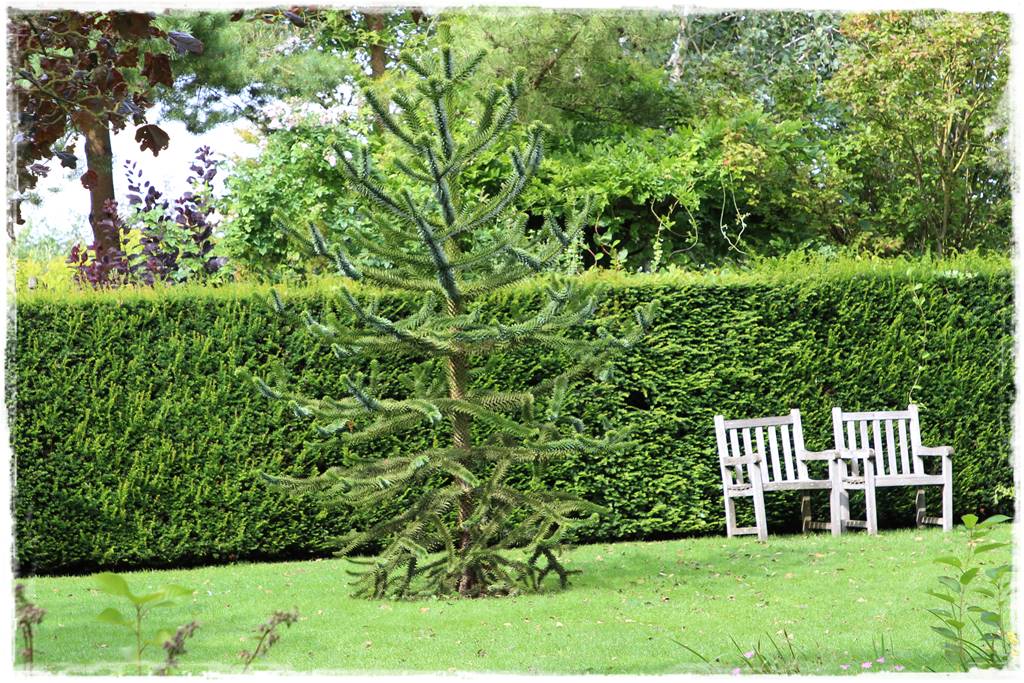 iglaki do ogrodu 16g