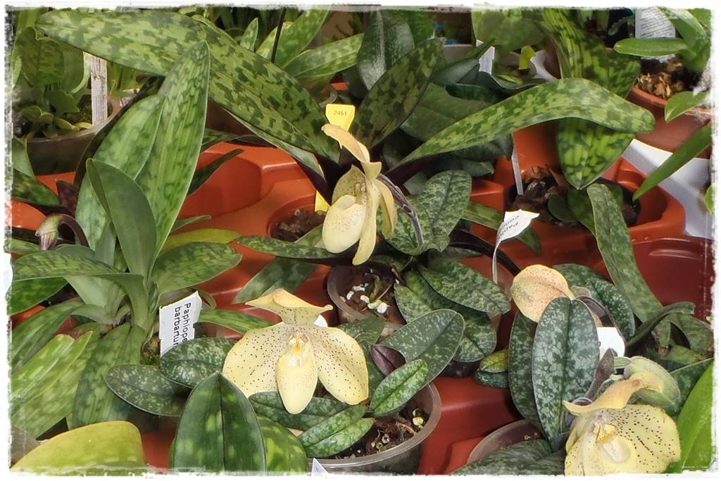 storczyki 101 storczyki 101