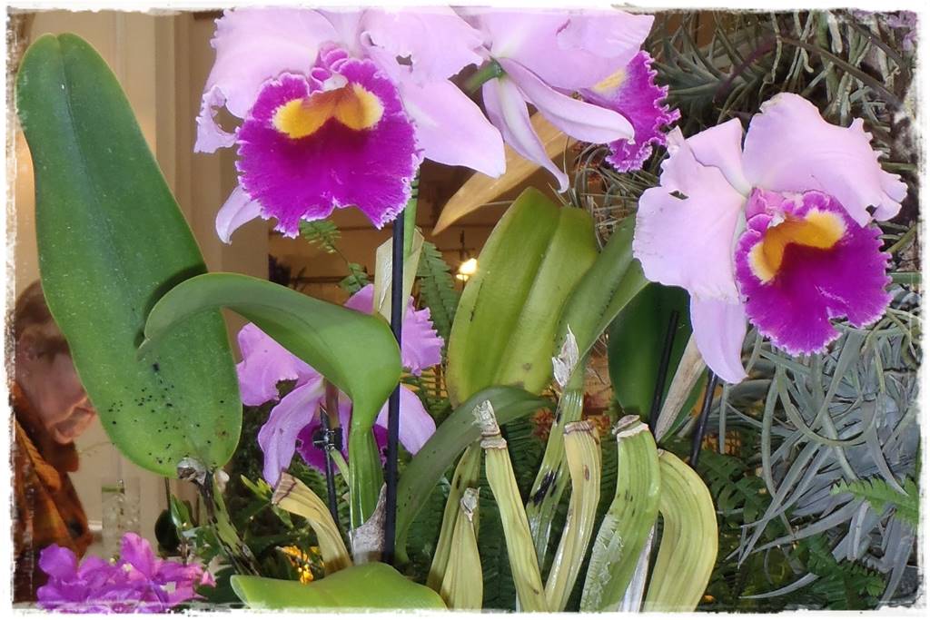 storczyki 102 storczyki 102