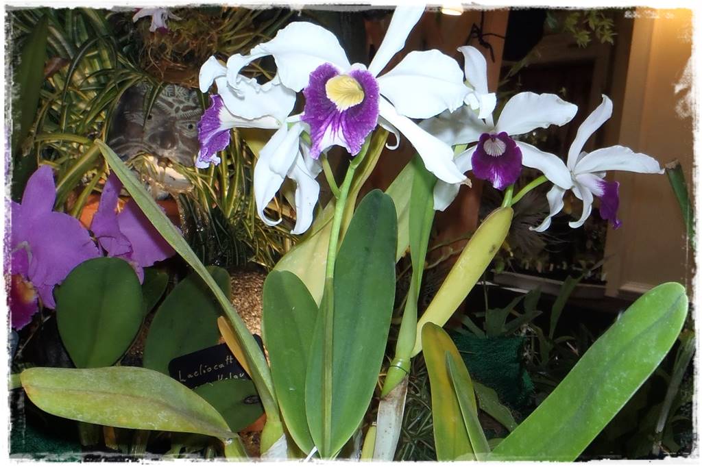 storczyki 103 storczyki 103