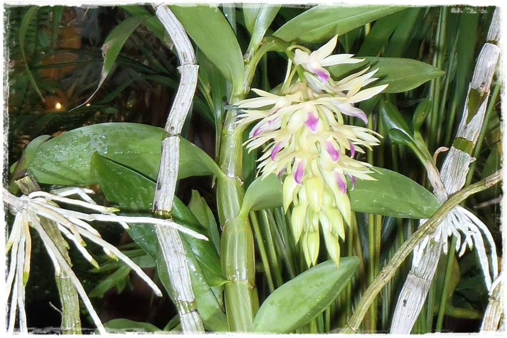 storczyki 105 storczyki 105