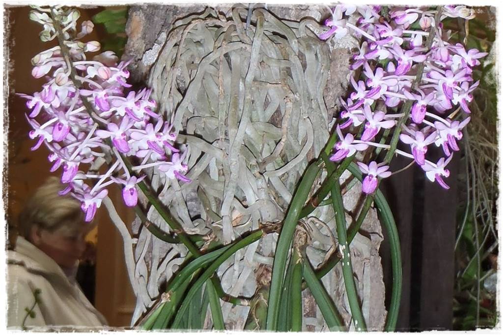 storczyki 106 storczyki 106