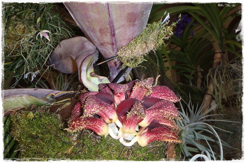 storczyki 107 storczyki 107