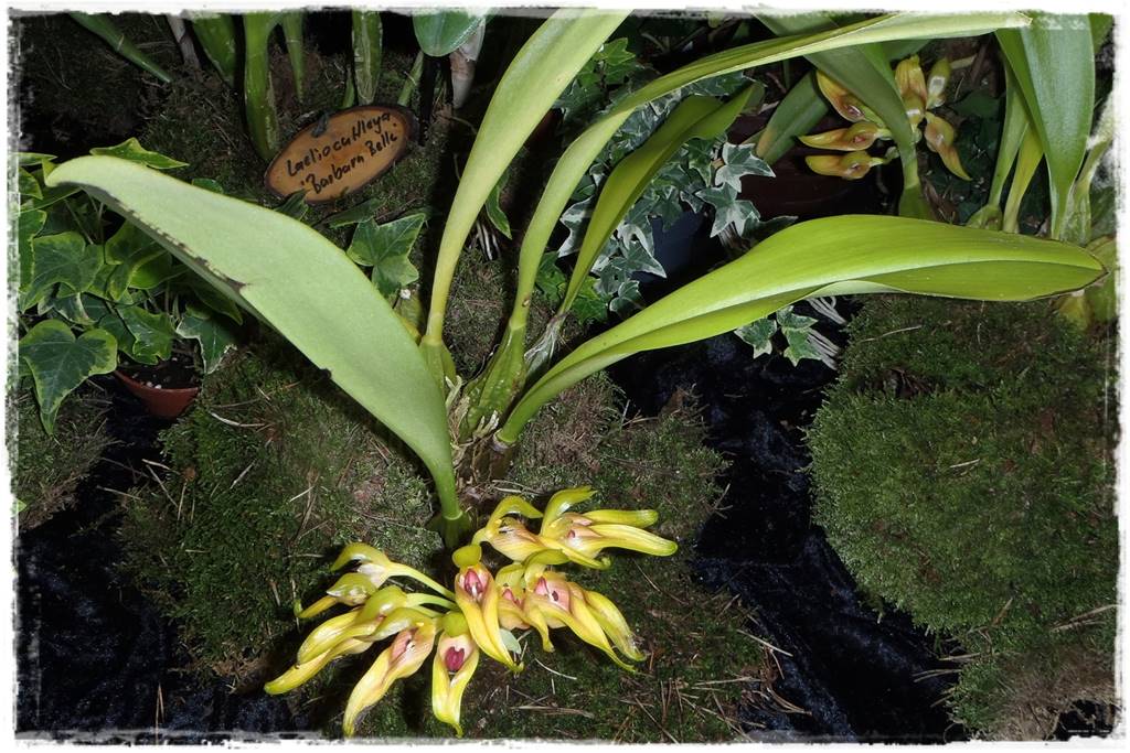 storczyki 108 storczyki 108