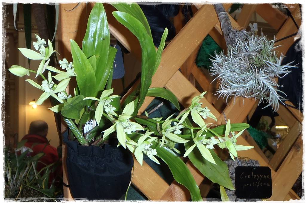 storczyki 109 storczyki 109