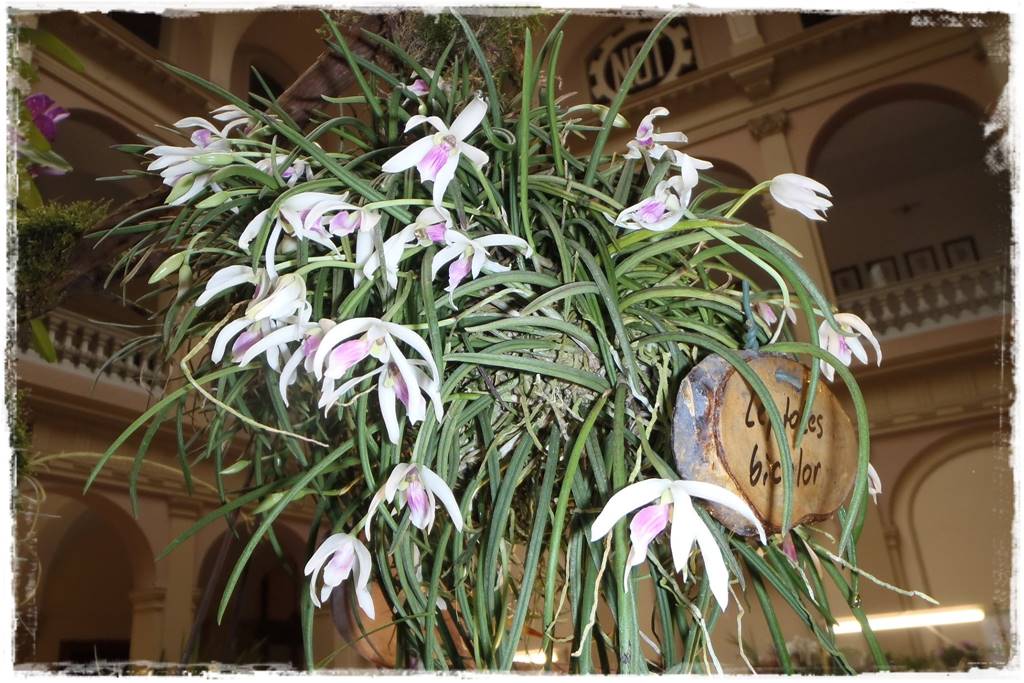 storczyki 110 storczyki 110