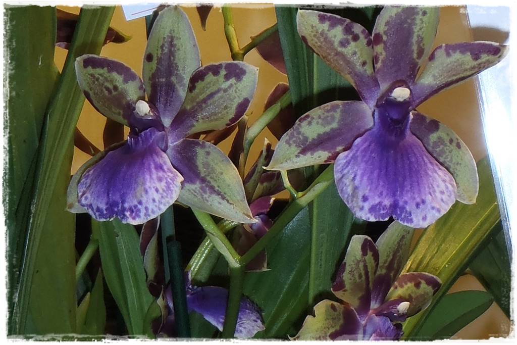 storczyki 111 storczyki 111