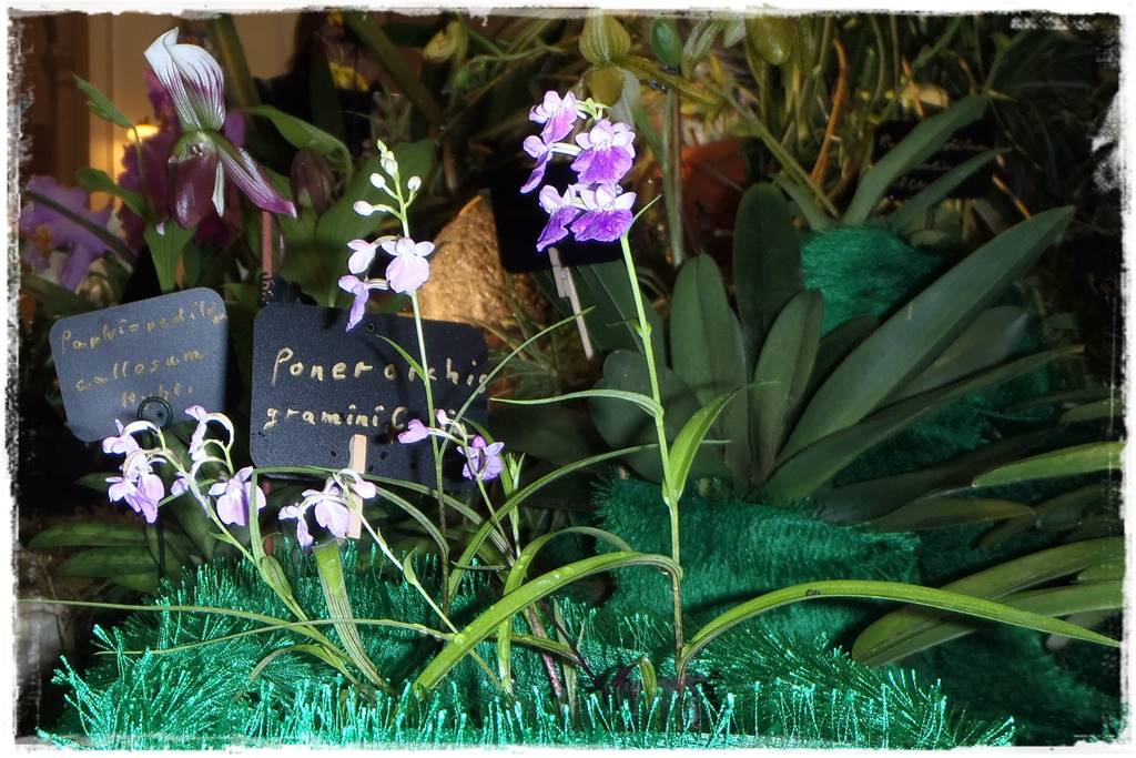 storczyki 112 storczyki 112