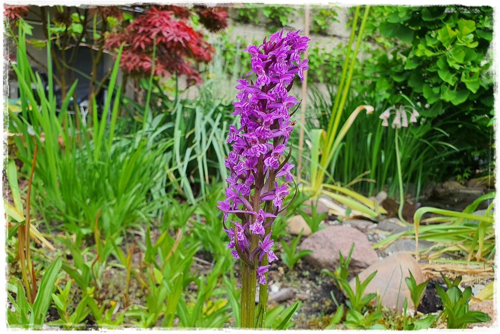 storczyki 115 storczyki 115