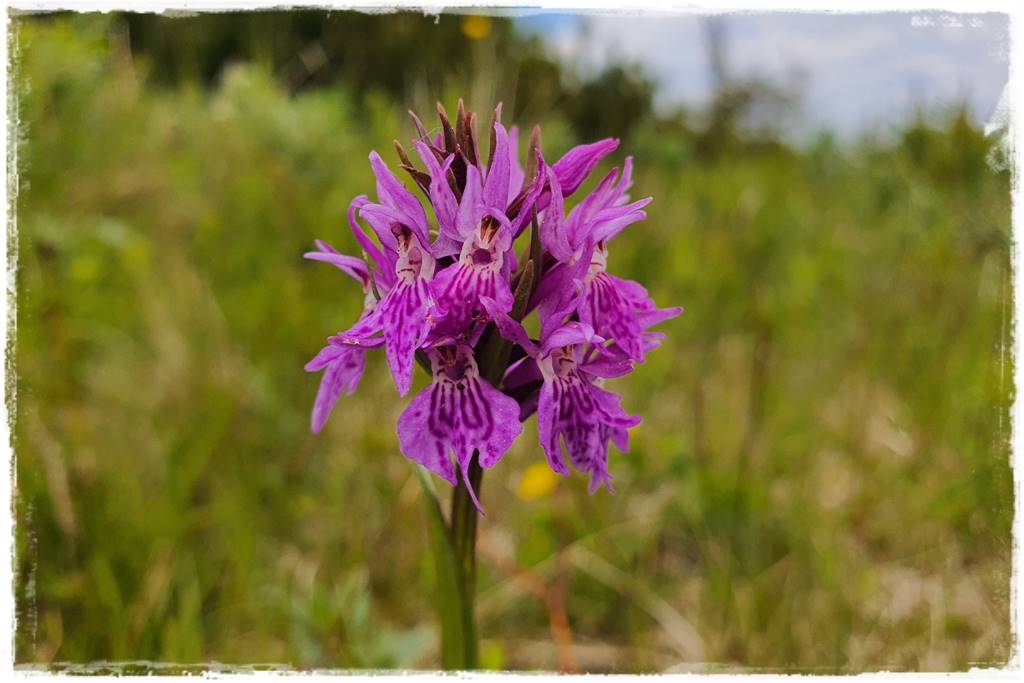 storczyki 116 storczyki 116