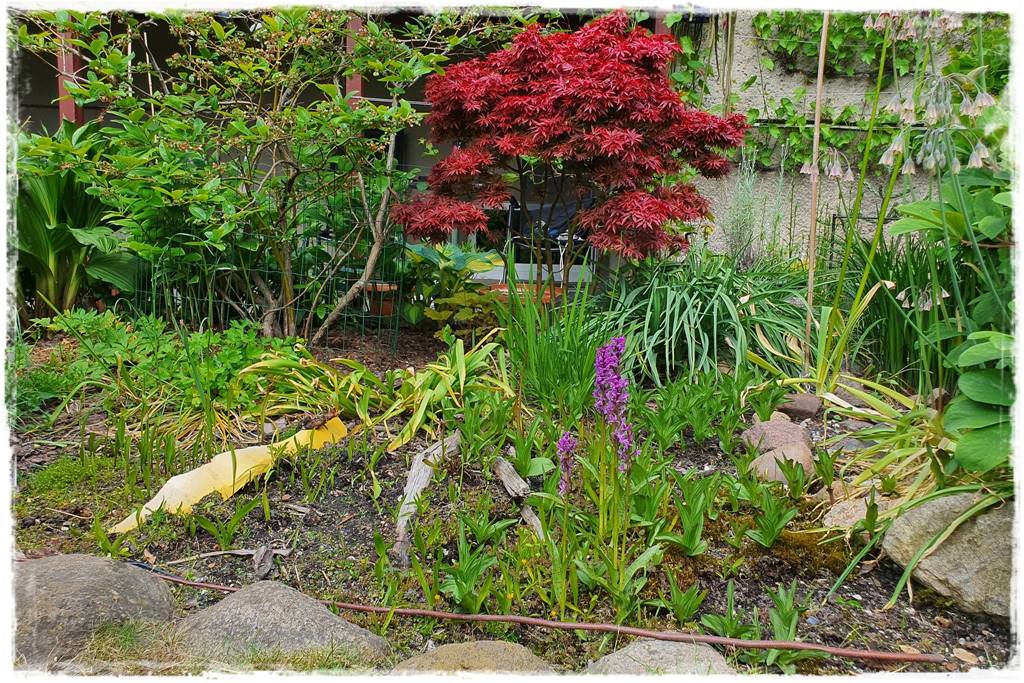 storczyki 118 storczyki 118