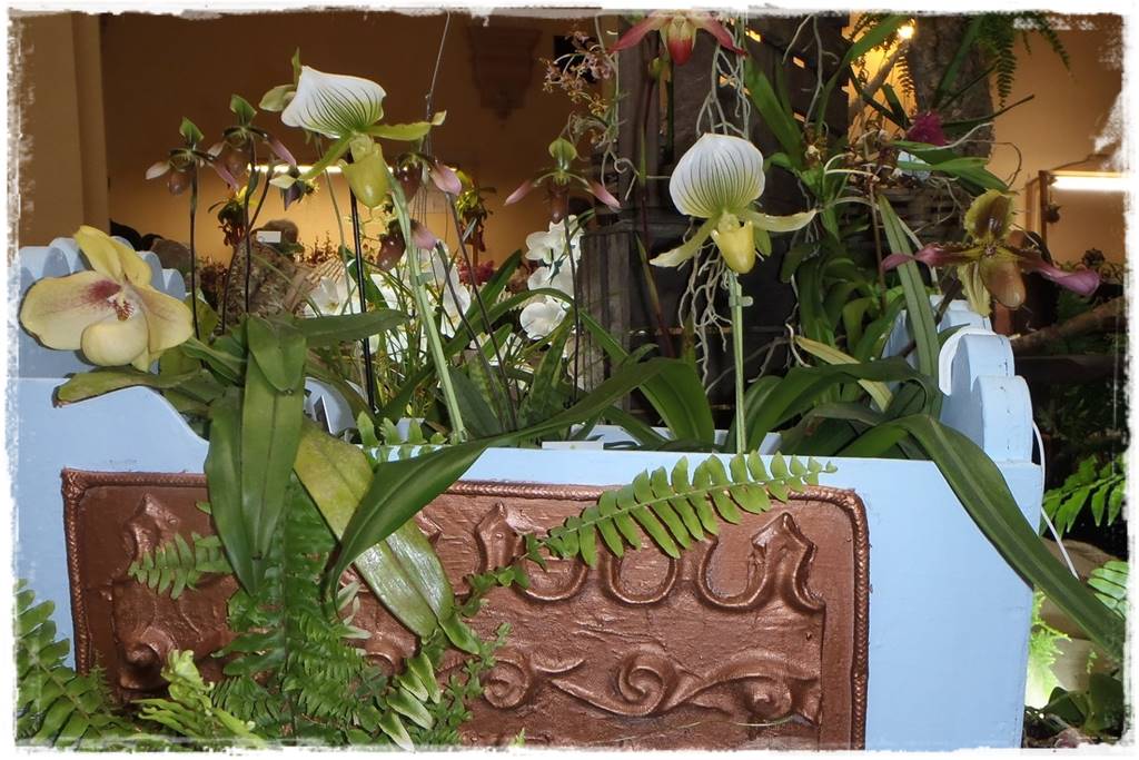 storczyki 119 storczyki 119