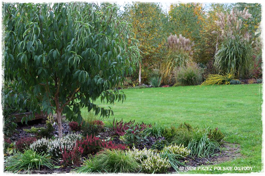 Aranżacja dużego ogrodu 50