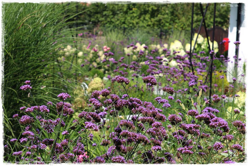 Byliny z siewu 110d Byliny z siewu 110d