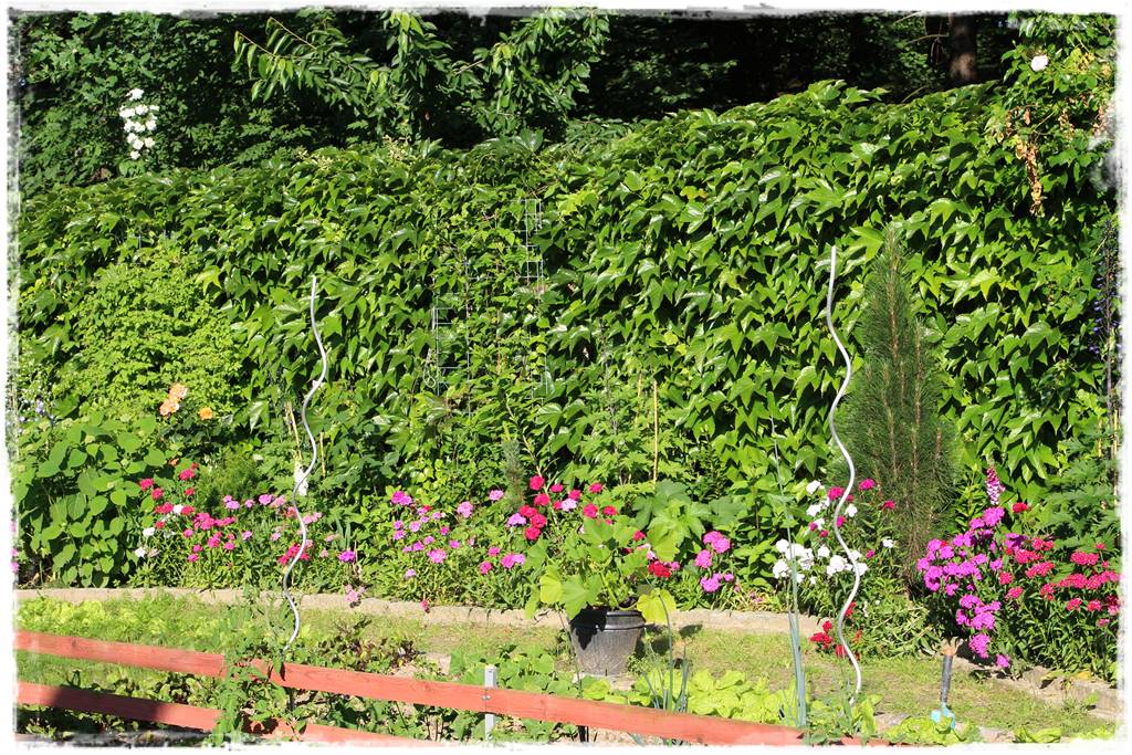 Byliny z siewu 30 Byliny z siewu 30