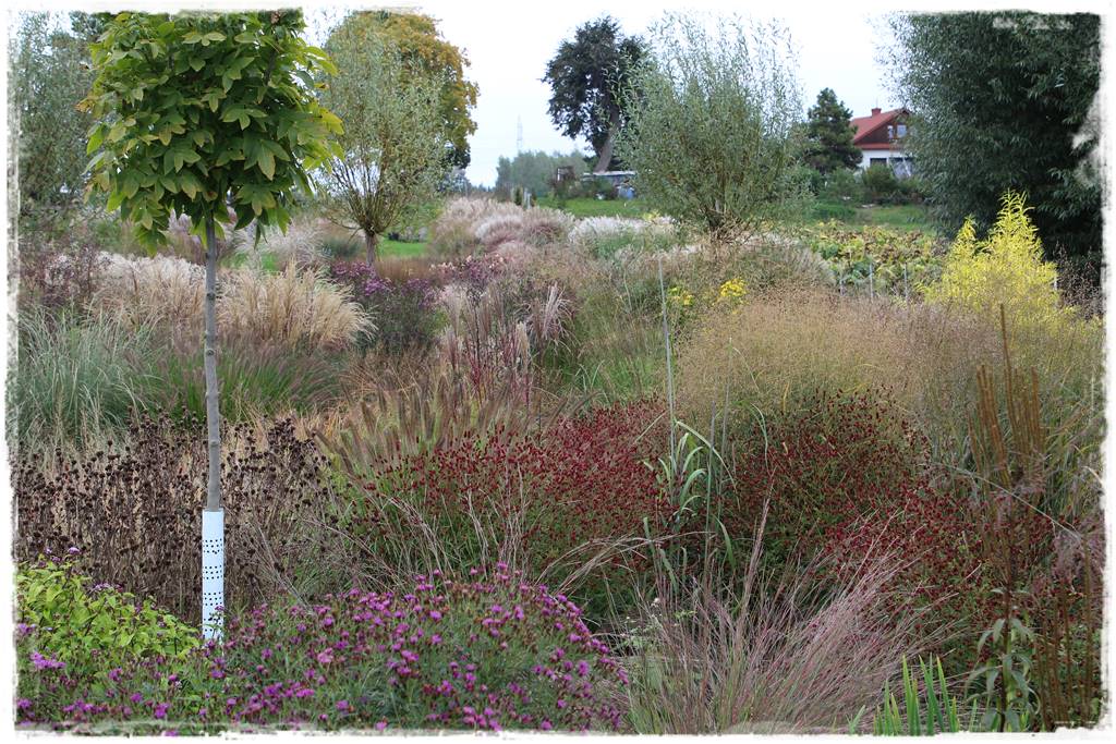 Byliny z siewu 30d Byliny z siewu 30d