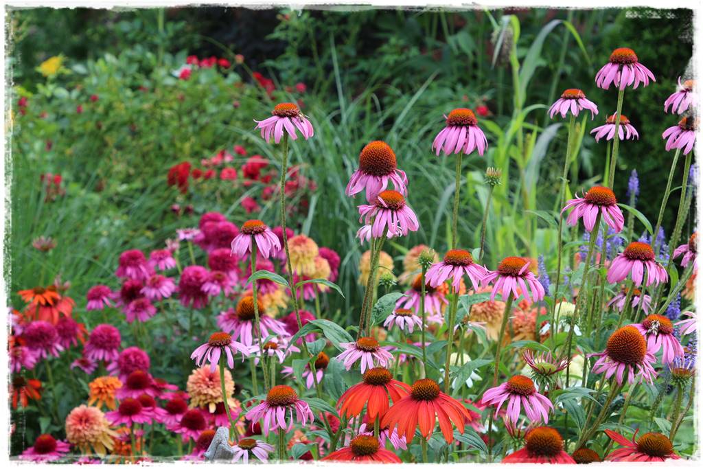 Byliny z siewu 40 Byliny z siewu 40