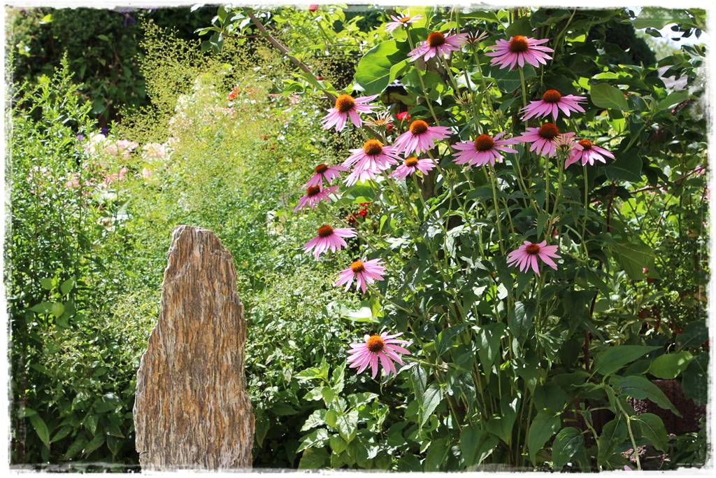 Byliny z siewu 40e Byliny z siewu 40e