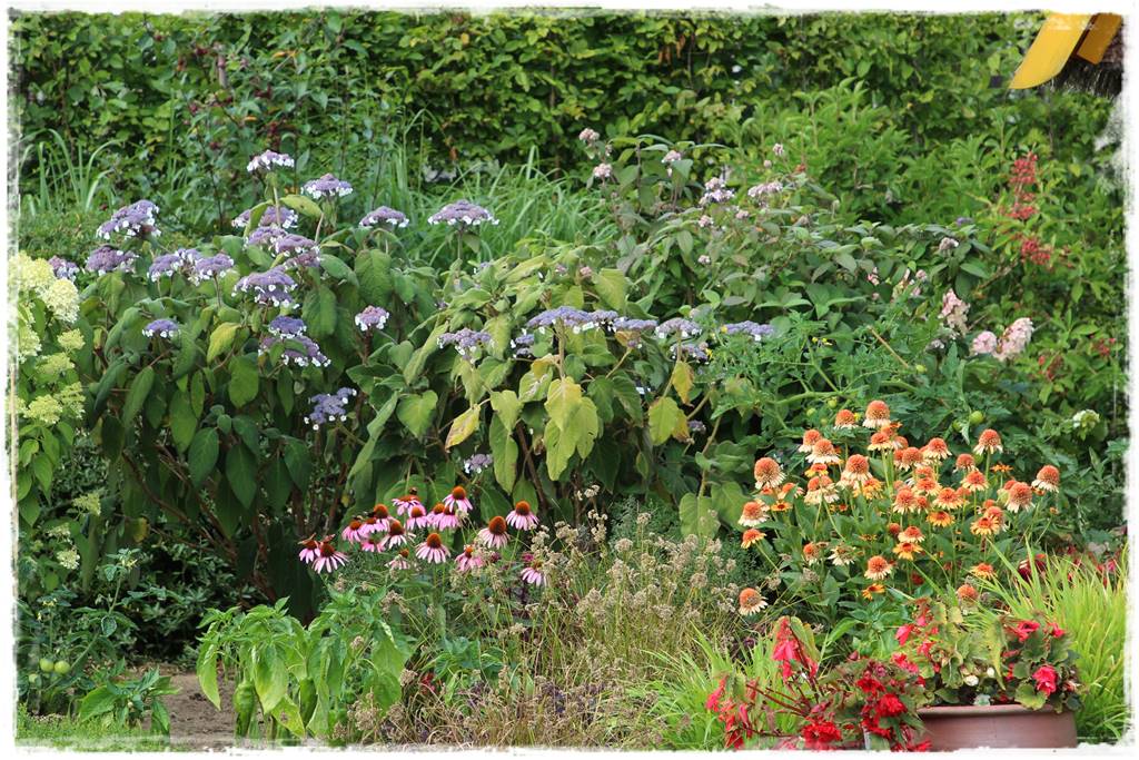 Byliny z siewu 40f Byliny z siewu 40f