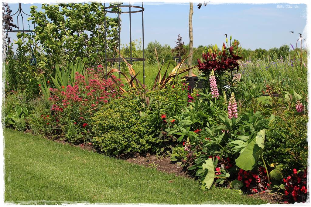 Byliny z siewu 50d Byliny z siewu 50d