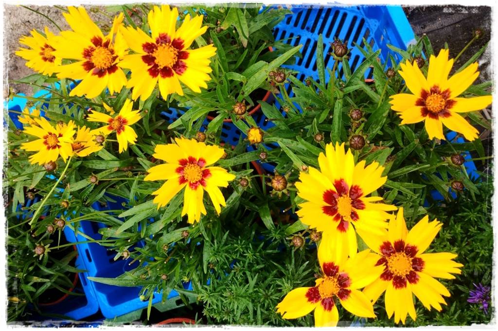 Byliny z siewu 60b Byliny z siewu 60b