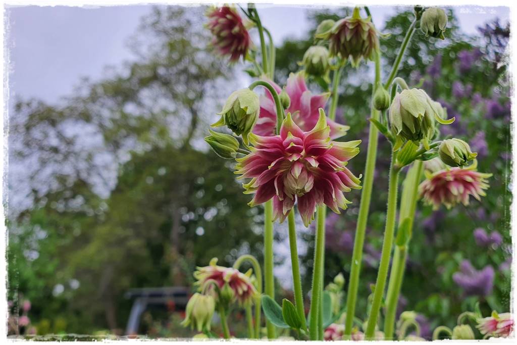 Byliny z siewu 70 Byliny z siewu 70