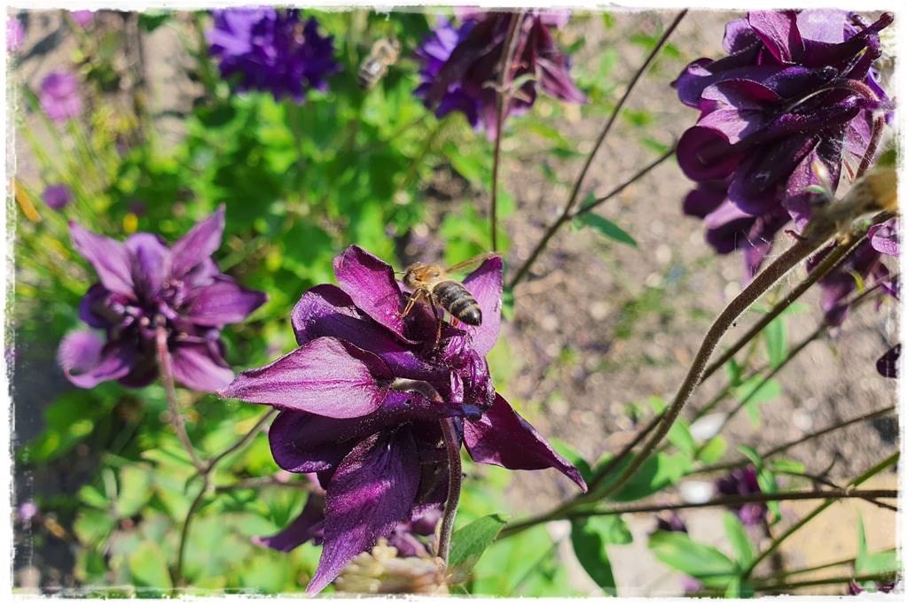 Byliny z siewu 70d Byliny z siewu 70d