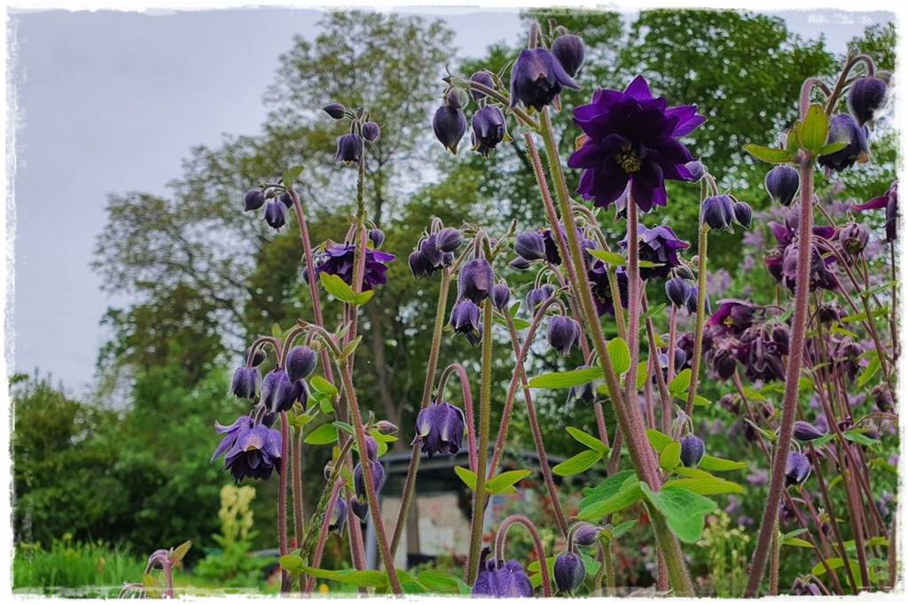 Byliny z siewu 70f Byliny z siewu 70f