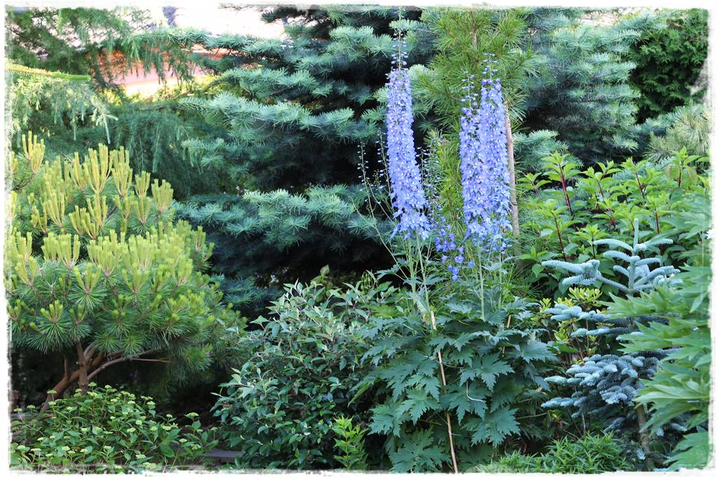 Byliny z siewu 80d Byliny z siewu 80d