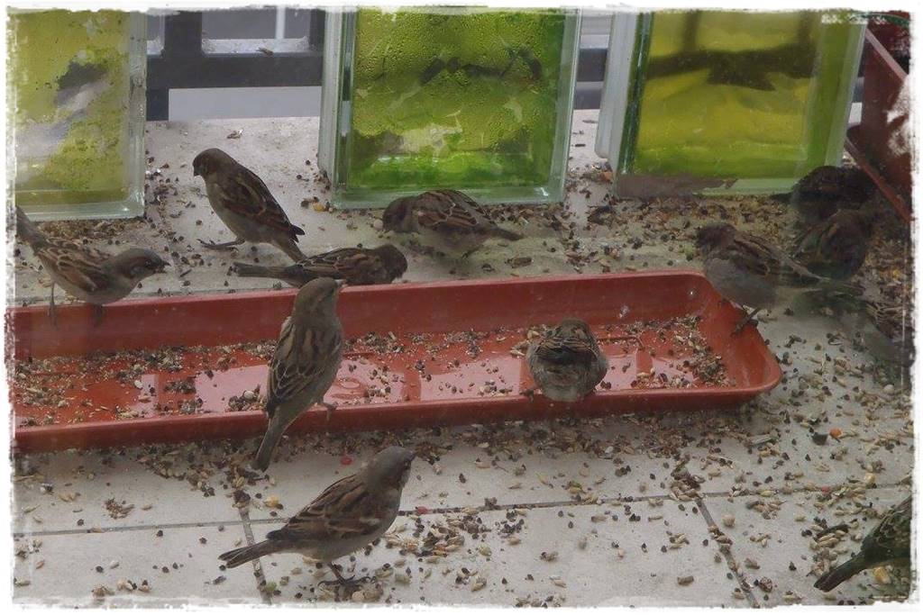 Karmnik w ogrodzie 160