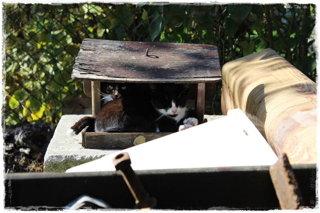 Karmnik w ogrodzie 160a