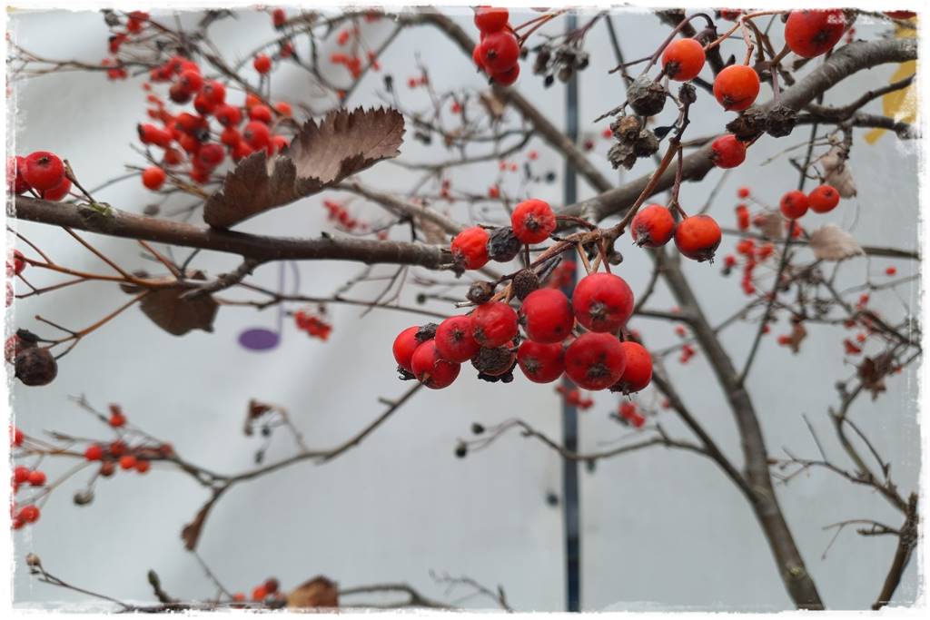 Karmnik w ogrodzie 170 Karmnik w ogrodzie 170