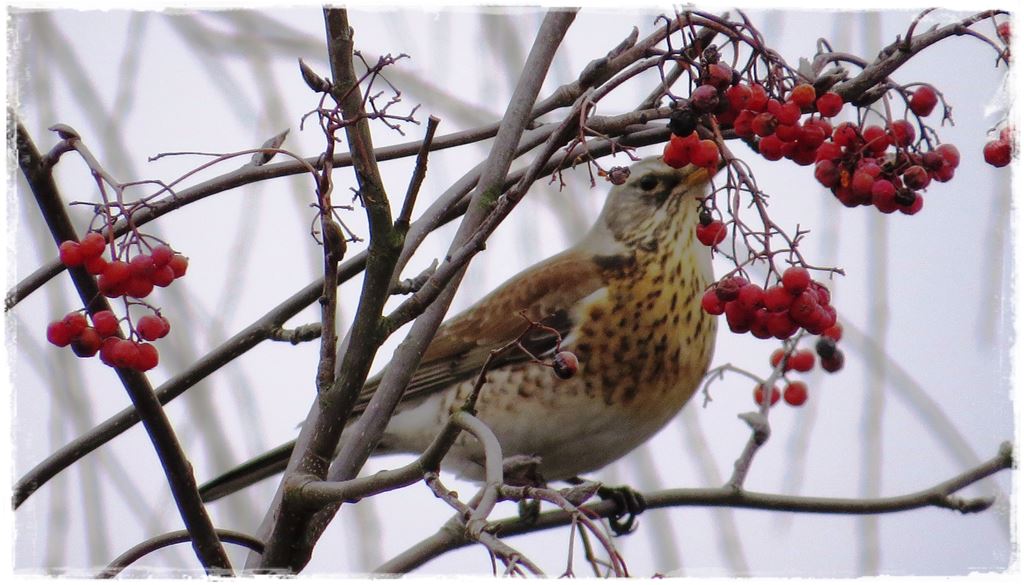 Karmnik w ogrodzie 170a Karmnik w ogrodzie 170a