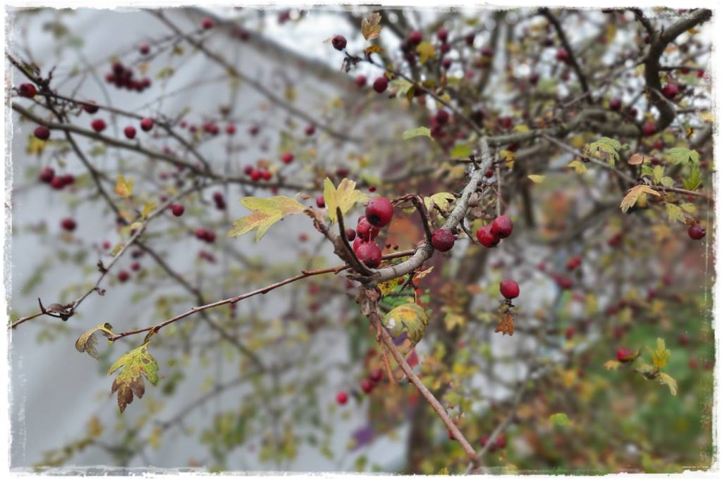 Karmnik w ogrodzie 180