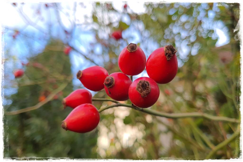 Karmnik w ogrodzie 190 Karmnik w ogrodzie 190