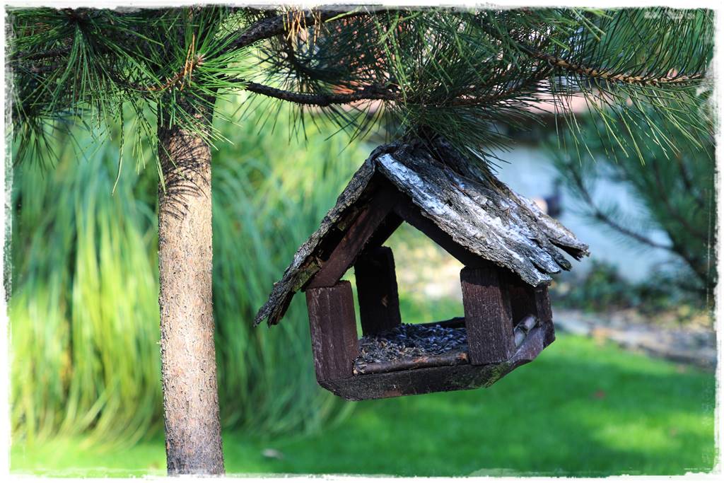 Karmnik w ogrodzie 20 Karmnik w ogrodzie 20