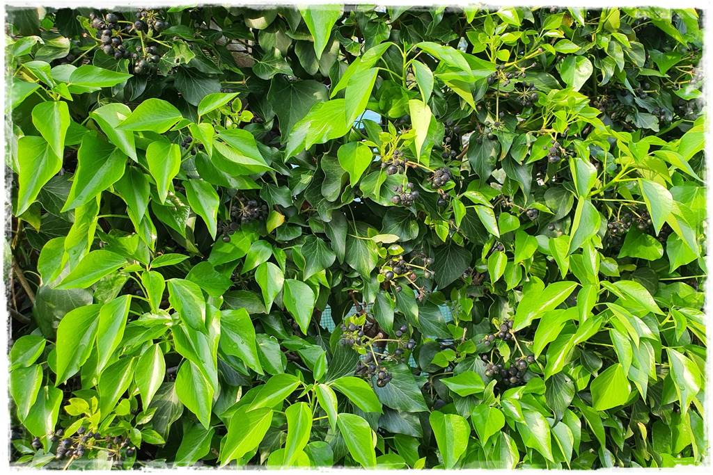 Karmnik w ogrodzie 200