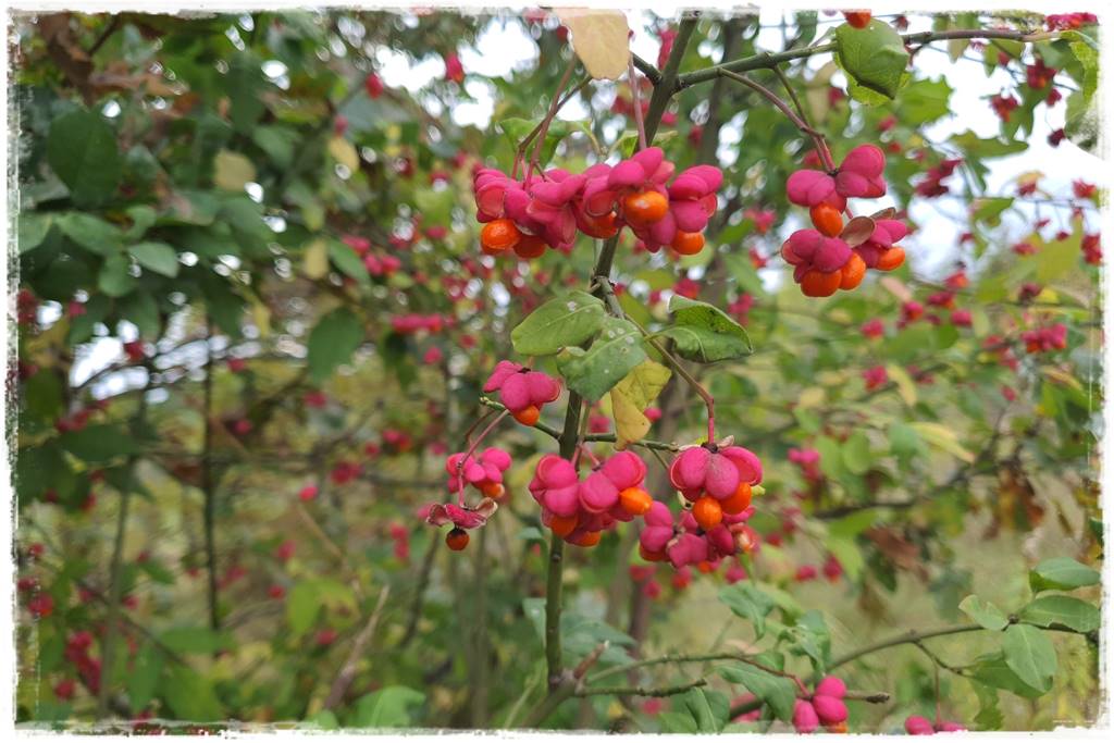 Karmnik w ogrodzie 210