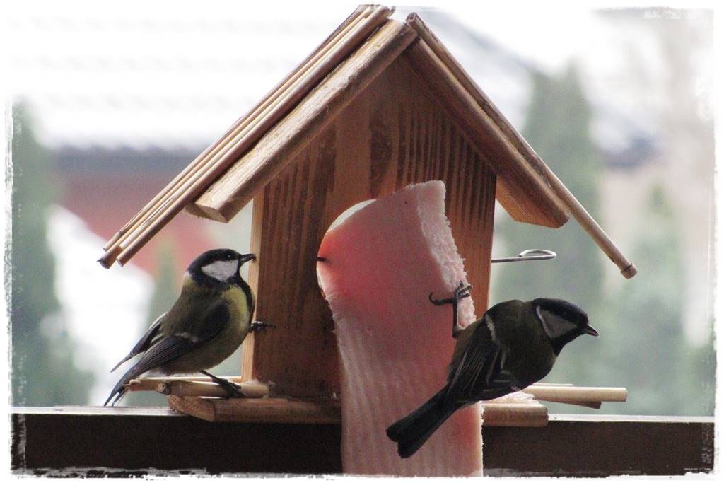 Karmnik w ogrodzie 220 Karmnik w ogrodzie 220