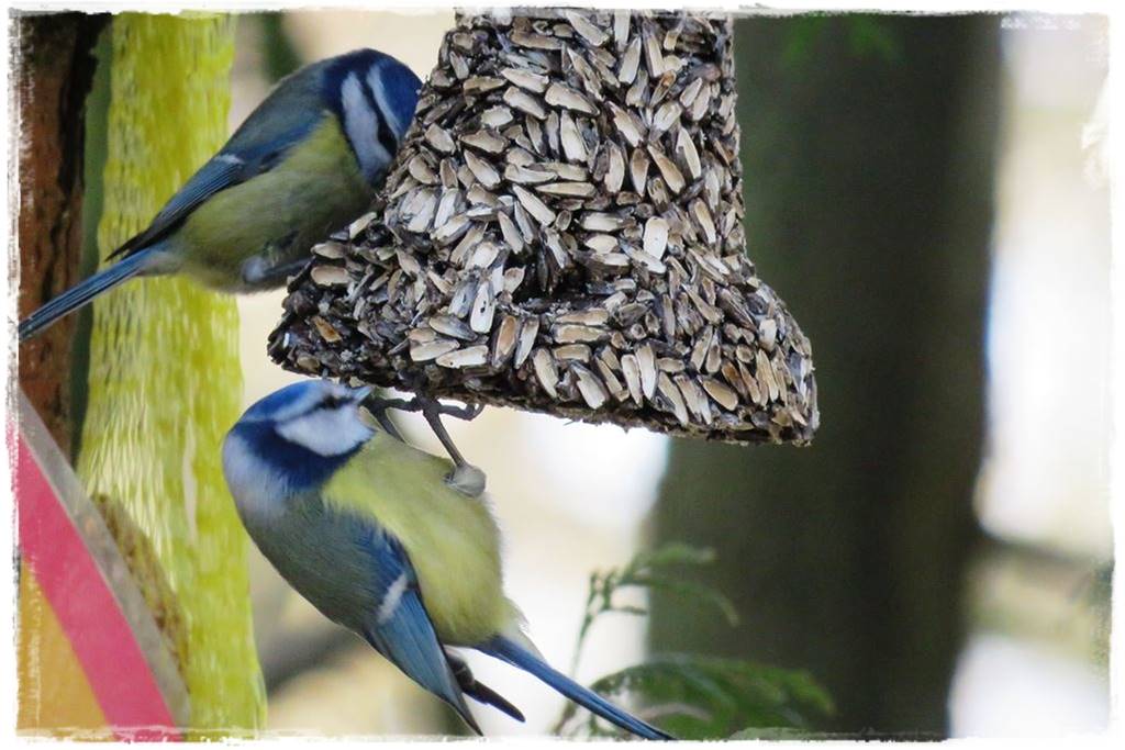 Karmnik w ogrodzie 220b Karmnik w ogrodzie 220b